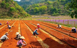 Công ty TNHH MTV Lâm nghiệp Bắc Kạn - Hồi sinh từ bờ vực phá sản