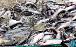 Xuất khẩu cá tra sang Trung Đông tăng trưởng nhờ lực đẩy từ Ả Rập Xê Út