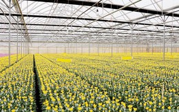 Nhật Bản là thị trường quan trọng với hoa cúc Việt Nam