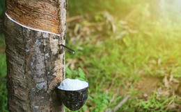 Giá cao su Việt Nam lập đỉnh gần 13 năm