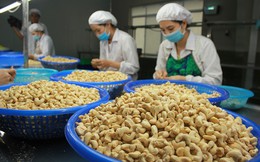 Xuất khẩu hạt điều giảm về lượng nhưng tăng giá trị