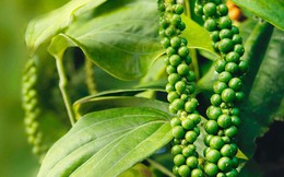Hồ tiêu tăng tốc xuất khẩu, thu về 1,4 tỷ USD sau 9 tháng