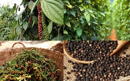 Việt Nam nhập khẩu gần 50.000 tấn hồ tiêu chỉ sau 9 tháng