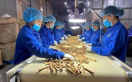 Kim ngạch xuất khẩu quế tháng 1/2026 đạt 22,4 triệu USD