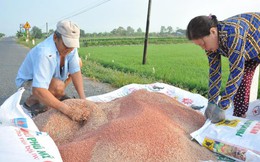 Xuất khẩu phân bón khởi sắc trong tháng 1/2026