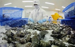 Thuế chống bán phá giá tôm Việt Nam vào Mỹ giảm mạnh