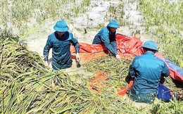 Bộ Tài chính đề xuất nâng hỗ trợ bảo hiểm nông nghiệp lên 95%