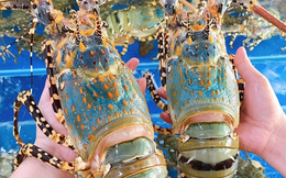 Việt Nam lập đỉnh xuất khẩu tôm hùm sang Trung Quốc năm 2025