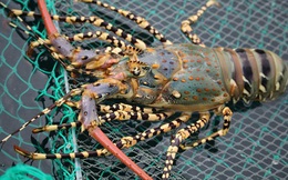Trung Quốc trở thành thị trường nhập khẩu tôm hùm lớn nhất của Việt Nam