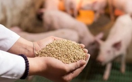Xuất khẩu thức ăn gia súc 2 tháng đầu năm đạt gần 253,84 triệu USD