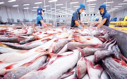 Trung Quốc tiếp tục là điểm đến lớn nhất của cá tra Việt Nam