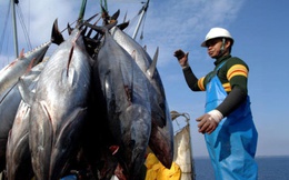 Thị trường cá ngừ đang bước vào giai đoạn nhiều biến số hơn