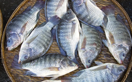 2 tháng đầu năm, tổng kim ngạch xuất khẩu cá rô phi đạt 23 triệu USD