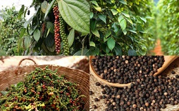 Xuất khẩu hạt tiêu của sang thị trường Thái Lan tăng đột biến