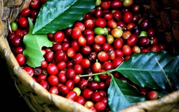 Xuất khẩu cà phê sang Nhật Bản đạt 20,6 nghìn tấn trong 2 tháng