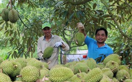 Sầu riêng vào “cuộc đua minh bạch”, truy xuất nguồn gốc trở thành yêu cầu bắt buộc
