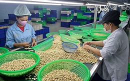 Hoa Kỳ tiếp tục là điểm đến lớn nhất của hạt điều Việt Nam