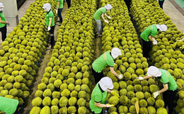 Xuất khẩu rau quả quý 1/2026 tăng 27%