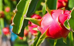 Kim ngạch xuất khẩu thanh long vượt 100 triệu USD