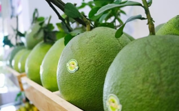 Bưởi và chanh được xuất khẩu chính ngạch sang thị trường Trung Quốc