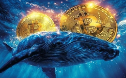 Giá Bitcoin hôm nay 20/4: "Cá voi" gom Bitcoin với tốc độ kỷ lục trong 10 năm qua