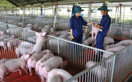 Nhiều “ông lớn” công nghiệp lấn sân sang chăn nuôi