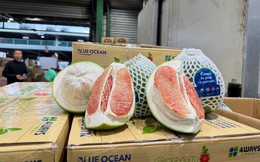 Bưởi Việt Nam đã được thông quan vào Australia