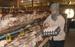 Ngành chăn nuôi mở rộng thị trường và hội nhập sâu hơn