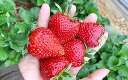Xuất khẩu dâu tây ghi nhận mức tăng trưởng ấn tượng