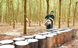 Xuất khẩu cao su tăng về lượng nhưng về giá trị
