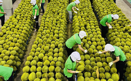 5 tháng đầu năm, kim ngạch xuất khẩu rau quả đạt hơn 2,67 tỷ USD