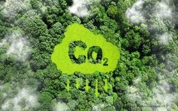 Từ ngày 1/7/2026, Việt Nam chính thức cho phép trao đổi, chuyển nhượng tín chỉ carbon rừng