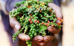 Hồ tiêu Việt Nam khẳng định vị thế, làm chủ cuộc chơi trên thị trường quốc tế
