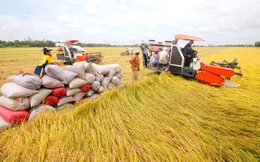 6 tháng đầu năm, cả nước xuất khẩu khoảng 5 triệu tấn gạo
