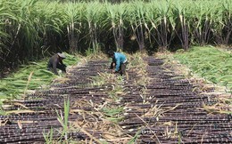 Hiệp hội Mía đường Việt Nam kiến nghị nâng giá mua điện sinh khối