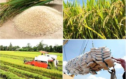 Việt Nam xuất khẩu 4,5 triệu tấn gạo, thu về hơn 2 tỷ USD trong 5 tháng đầu năm