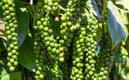 Việt Nam nhập khẩu hơn 38.000 tấn hồ tiêu sau 5 tháng