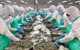 Xuất khẩu thủy sản hướng tới mốc 11 tỷ USD trong năm 2026