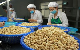 Xuất khẩu hạt điều trong 6 tháng đầu năm đã đạt hơn 2 tỷ USD
