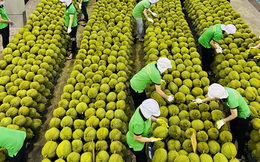 Xuất khẩu sầu riêng vượt mốc 1 tỷ USD sau nửa năm