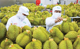 Ấn Độ chính thức cho phép nhập khẩu quả sầu riêng tươi của Việt Nam