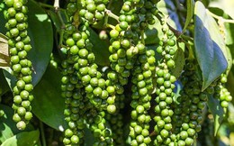 Xuất khẩu hồ tiêu tiến sát mốc 1 tỷ USD