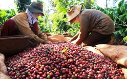 Nửa đầu năm, xuất khẩu cà phê tăng 9,7% về lượng nhưng giảm 14,4% về giá trị