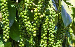Lượng hồ tiêu xuất khẩu sang Trung Quốc tăng mạnh