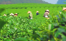 Nhu cầu từ Mỹ, Nga và một số thị trường mới góp phần mở rộng dư địa cho ngành chè