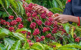 Xuất khẩu cà phê thu hơn 6 tỷ USD sau 8 tháng