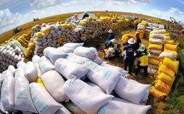 Xuất khẩu gạo đạt gần 2,91 tỷ USD, kỳ vọng tăng tốc cuối năm