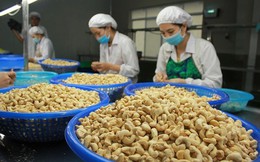 Xuất khẩu hạt điều thu về 3,37 tỷ USD sau 8 tháng