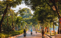Phải lựa chọn cây xanh theo đặc điểm từng tuyến phố