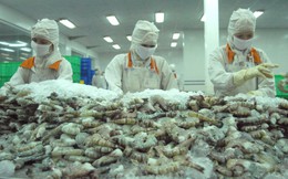 Kim ngạch xuất khẩu tôm 8 tháng đạt mốc 3,3 tỷ USD